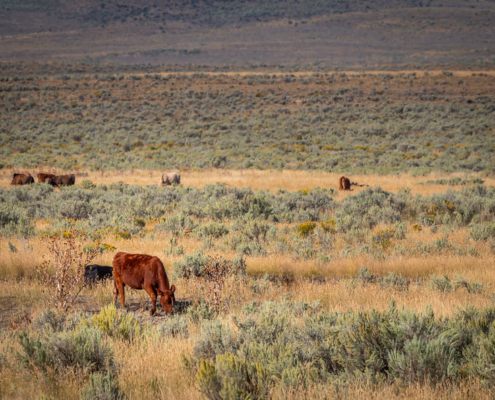 cattle grazing amid sagebrush on rangeland