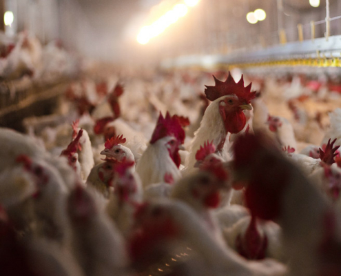 white chickens in an indoor facility with lighting overhead.