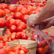 A person's hands bagging ripe tomatoes, with baskets of tomatoes surrounding them.