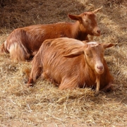 two goats lying on straw bedding