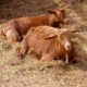 two goats lying on straw bedding
