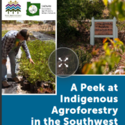 Cover image of A Peek at Indigenous Agroforestry in the Southwest