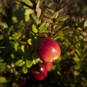 cranberries on the plant