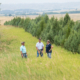 Three people stand in a field of grass between rows of trees.