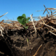 soybean seedling close up, growing in wheat stubble