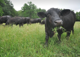 a black cow with a mouthful of plants looks at the viewer while other cattle graze in a green field behind, in front of trees.