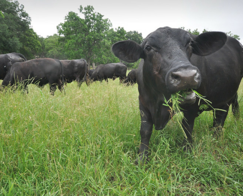 a black cow with a mouthful of plants looks at the viewer while other cattle graze in a green field behind, in front of trees.