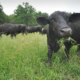 a black cow with a mouthful of plants looks at the viewer while other cattle graze in a green field behind, in front of trees.