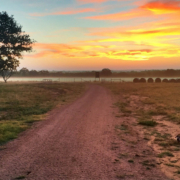 Sunrise sky with clouds over a hayfield with a tree at the edge and a dog in the foreground