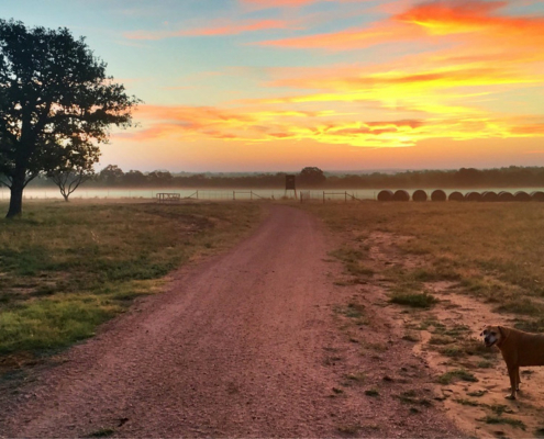 Sunrise sky with clouds over a hayfield with a tree at the edge and a dog in the foreground