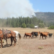 saddled horses tied to a trailer, with cattle moving behind them and forest with smoke rising in the background