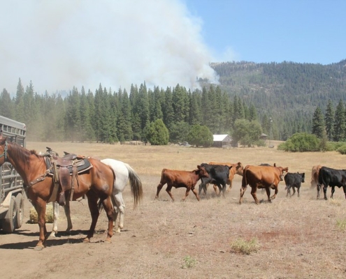 saddled horses tied to a trailer, with cattle moving behind them and forest with smoke rising in the background