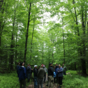 A group of people standing among tall trees in a forest.