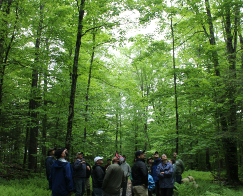 A group of people standing among tall trees in a forest.