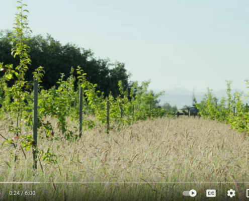 video screen showing rows of young apple trees growing in a field with tall grass growing