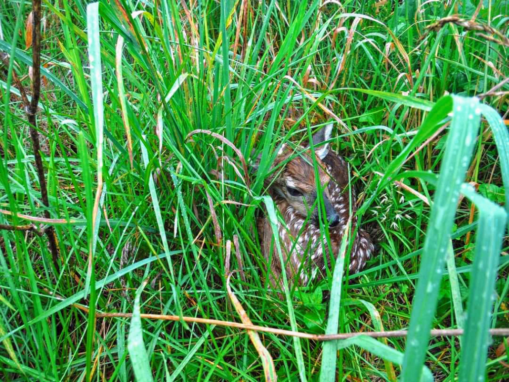 Upland Wildlife Habitat Management: Central and Southern Appalachian ...