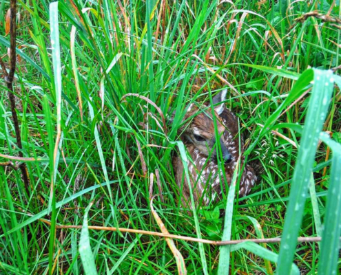 fawn in tall grass