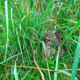 fawn in tall grass