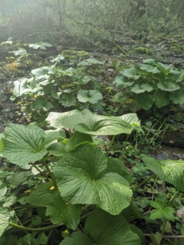 Year 2: Seep-grown wasabi by Danielle Crocker 