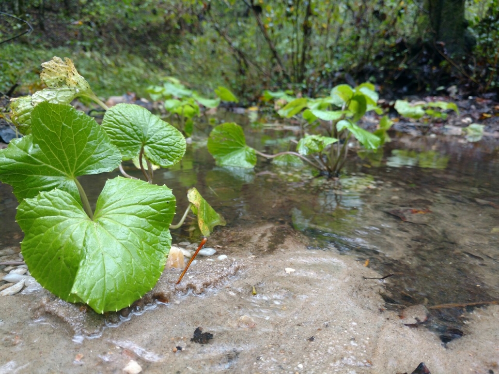 Year 1: Tissue culture wasabi plants by Danielle Crocker