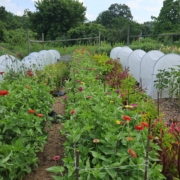 rows of flowers grow in a garden with low tunnels.