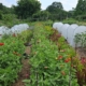 rows of flowers grow in a garden with low tunnels.