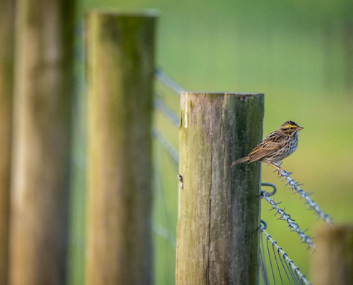 a bird sits on the top strand of a barbed-wire fence, between posts, against a blurred background