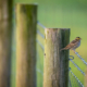 a bird sits on the top strand of a barbed-wire fence, between posts, against a blurred background