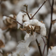 cotton seedheads, open and ready to pick.