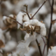 cotton seedheads, open and ready to pick.