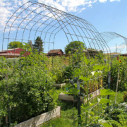 garden plants grow in raised beds under a hooped wire trellis.