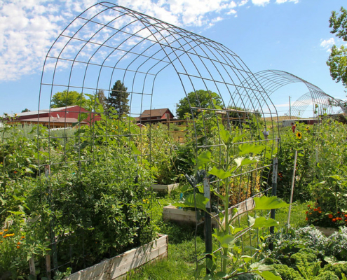 garden plants grow in raised beds under a hooped wire trellis.