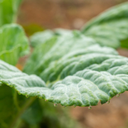 close-up of green leaf of crop plant