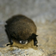 front view of hanging little brown bat with white nose syndrome.