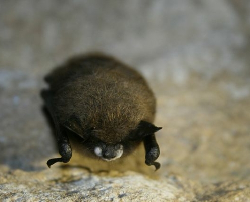 front view of hanging little brown bat with white nose syndrome.