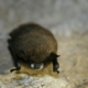 front view of hanging little brown bat with white nose syndrome.