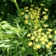 yellow umbrel-style flowers growing outdoors