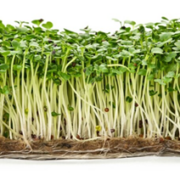 Photo of microgreens