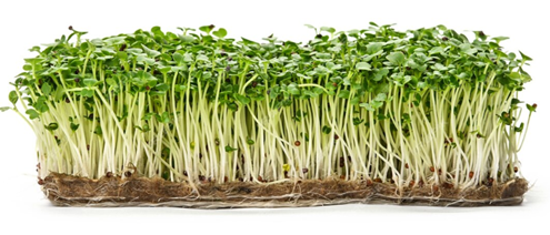 Photo of microgreens