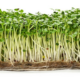 Photo of microgreens