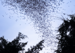 group of bats flying in blue sky above tree silhouettes