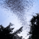 group of bats flying in blue sky above tree silhouettes