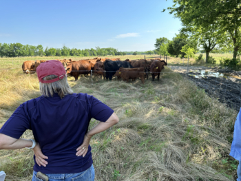 Celella’s Safe to Fail Trial with cattle. 