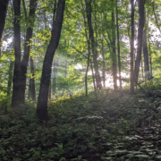 sun rays shine through trees in a forest with ginseng plants on ground