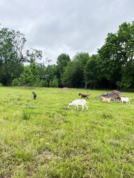 Photo of Goats grazing on Kelli Randle’s Home Grown Farms