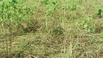 Photo of grass height after grazing