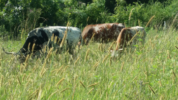 Photo of Grass height before grazing.