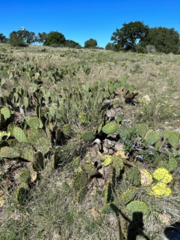 Native grasses remain through drought. 