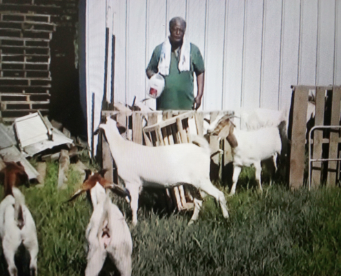 Photo of Mr. Brooks setting up a small paddock for the Safe to Fail Grazing Trial