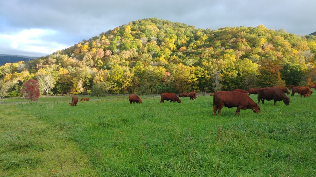 Photo of pastures at Ellett Valley Beef Co